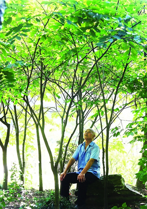 长江日报整版图文:三代人矢志34年找回小勾儿茶