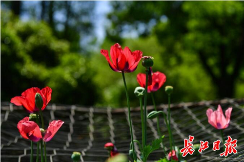 4月12日长江日报新闻客户端 笼子里的美艳之花 中国科学院武汉植物园