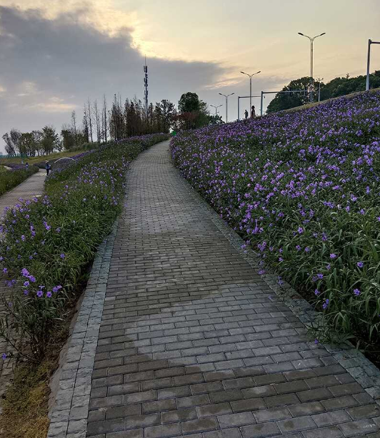 鄂州市滨江防洪生态修复项目（涉水部分）EPC总承包工程绿化工程第三标段-花海及步道